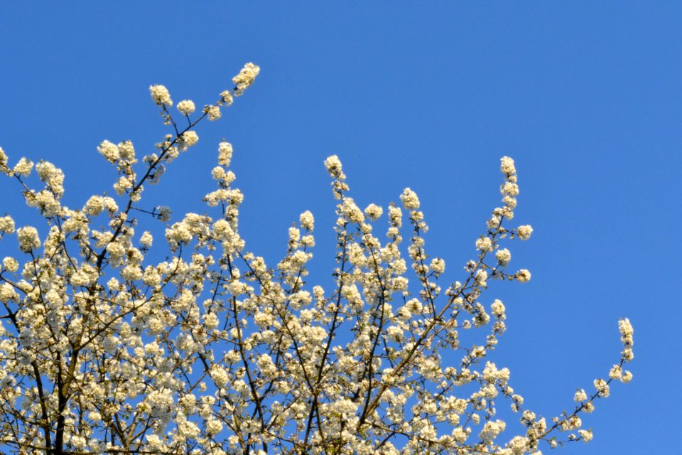 cherry blossoms