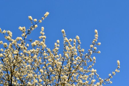 cherry blossoms photo