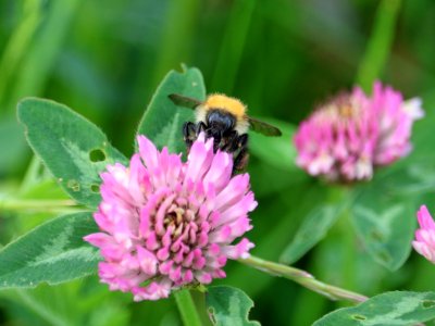 Red Clover