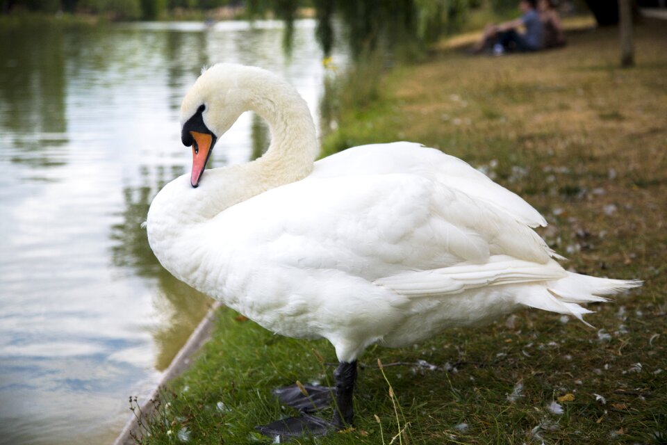 Swan rest riverside