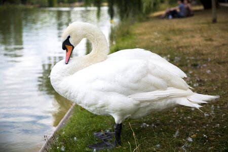 Swan rest riverside