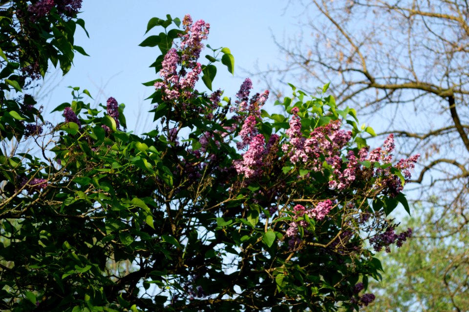 lilac