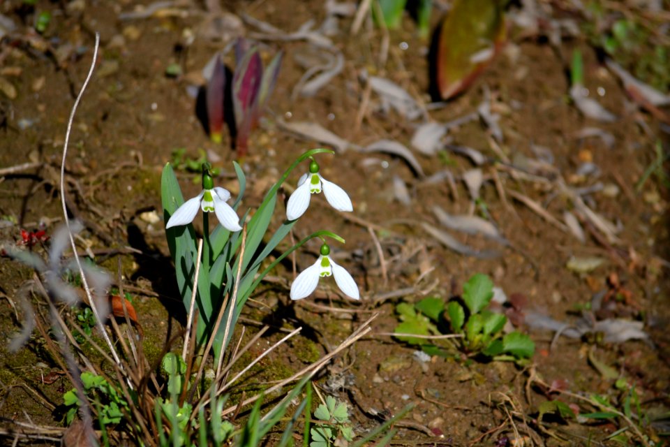 snowdrop