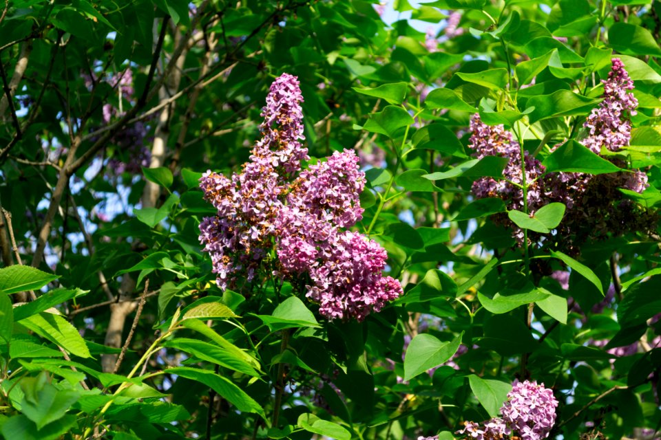 lilac