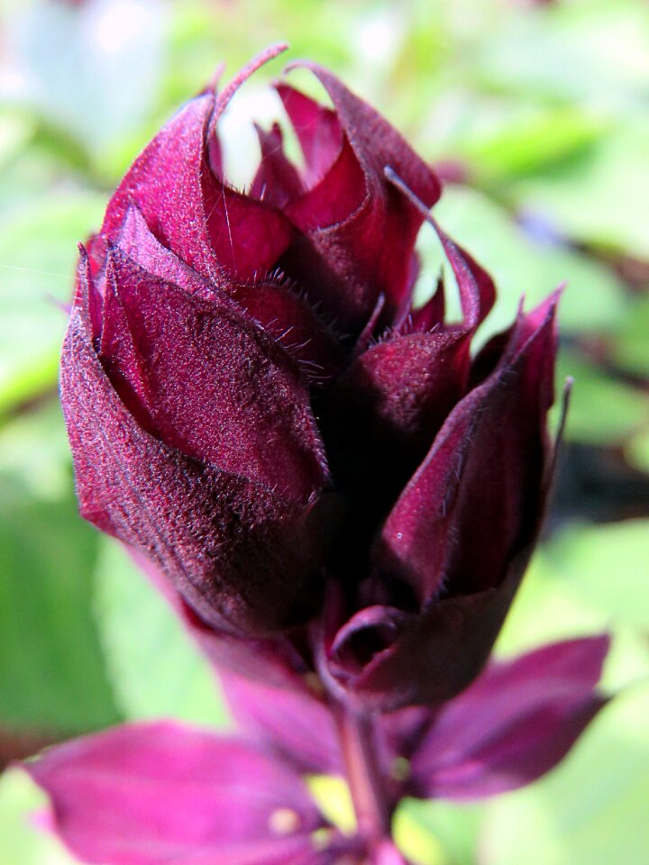 Flower sage violet