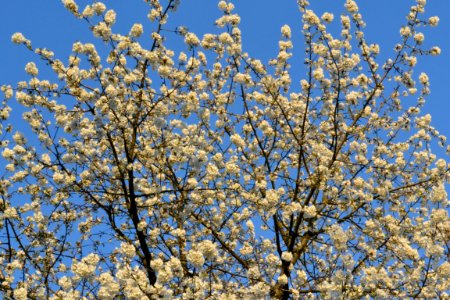 cherry blossoms photo