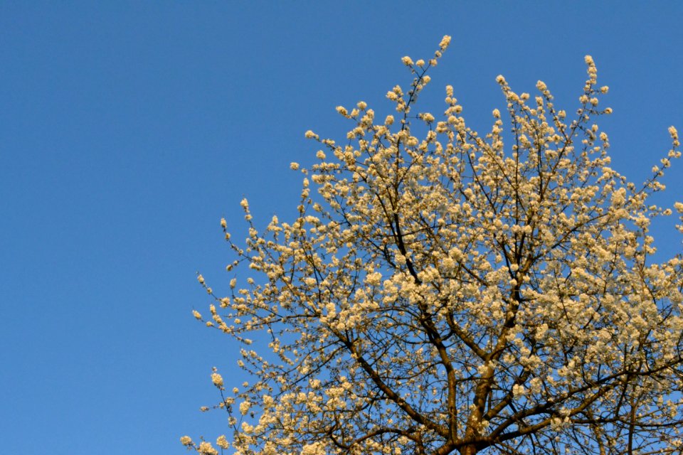 cherry blossoms