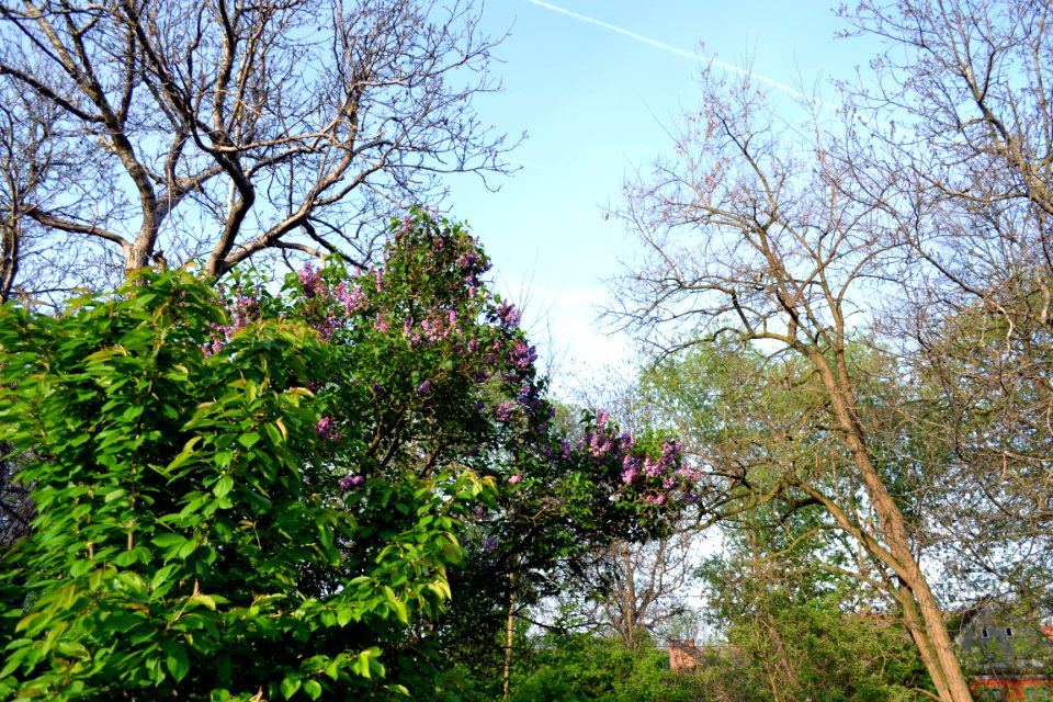 lilac