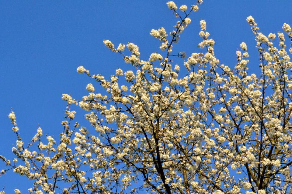 cherry blossoms