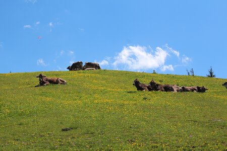 Austria cows cow