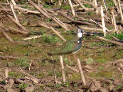 Lapwing photo