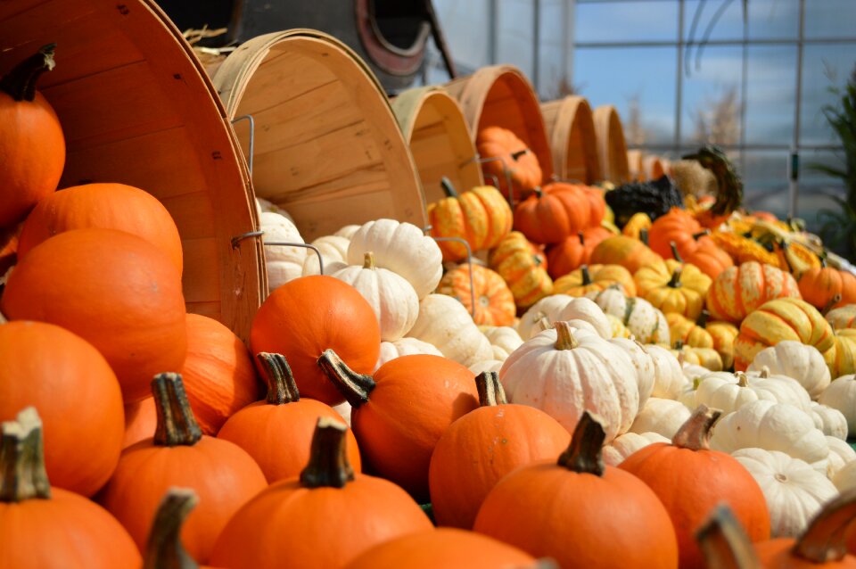 Orange decoration halloween