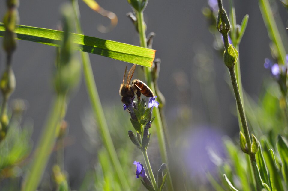 Natural insect organic