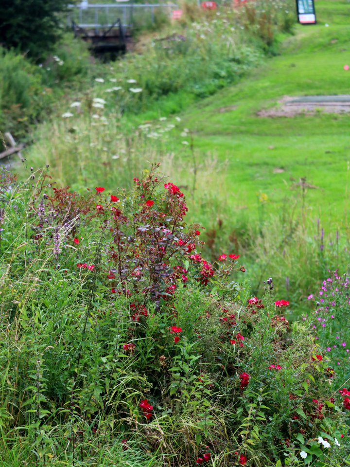 Pic 1] Scene from a Fairway