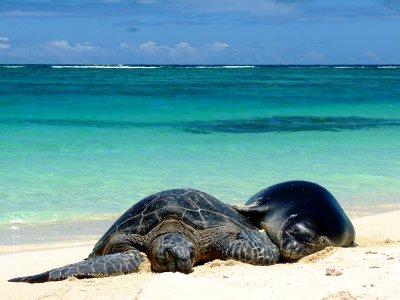 Green Sea Turtle and Hawaiian Monk Seal photo