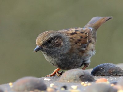 Christmas Dunnock