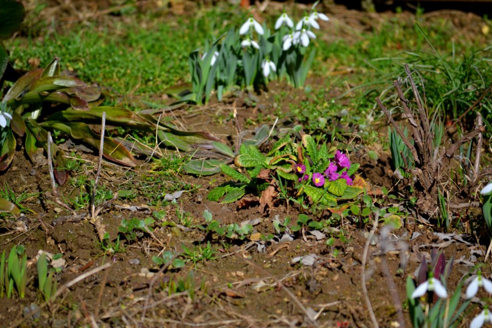 snowdrop