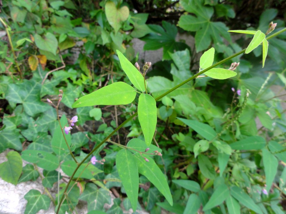 ヌスビトハギ[盗人萩][Desmodium podocarpum subsp. oxyphyllum]-葉