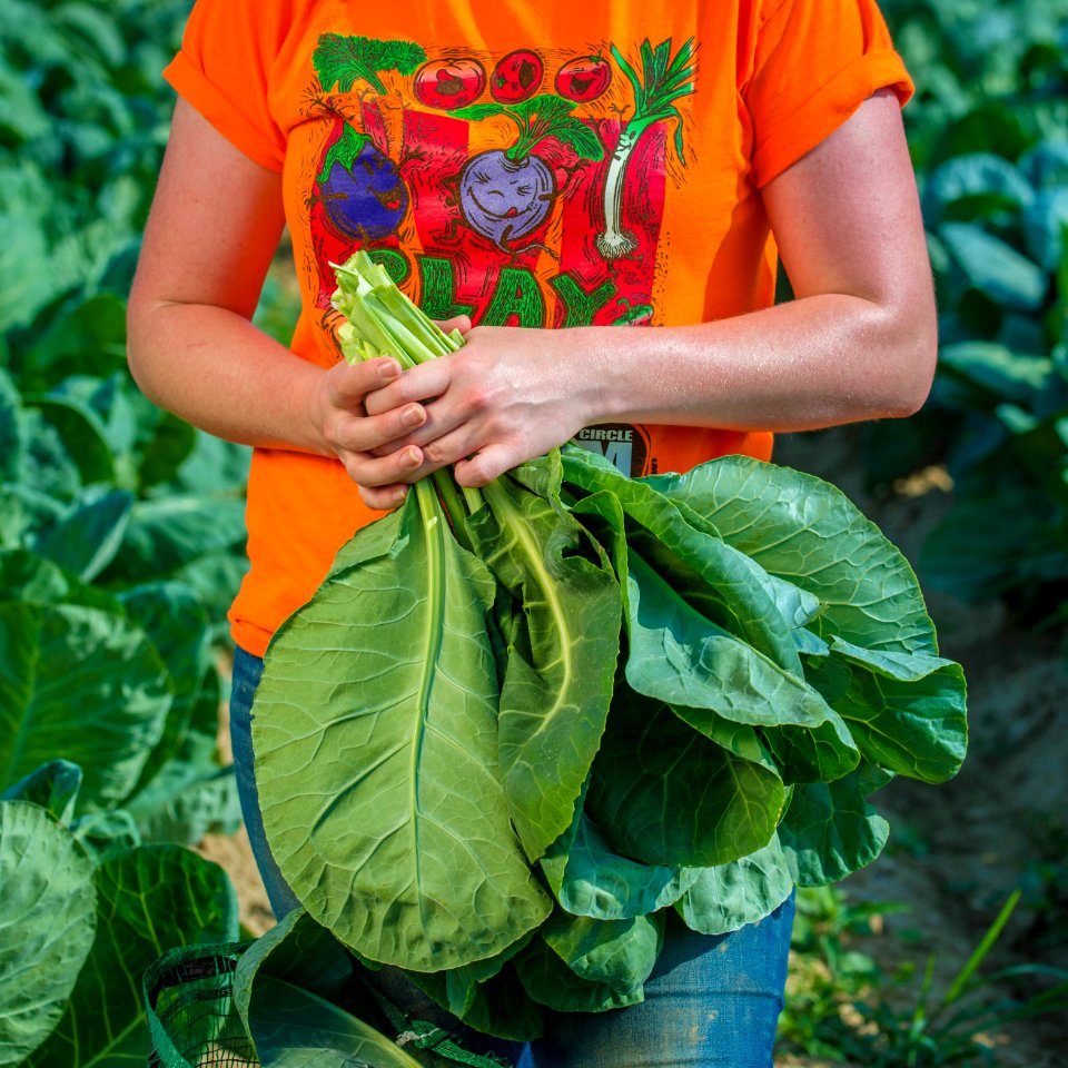 20170714-PJK-Gleaning-0651TONEDINSTAGRAM