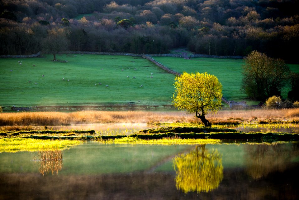 Tree at Leighton Moss photo