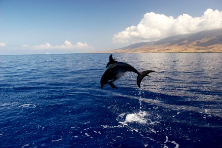HIHWNMS - Spinner Dolphin photo