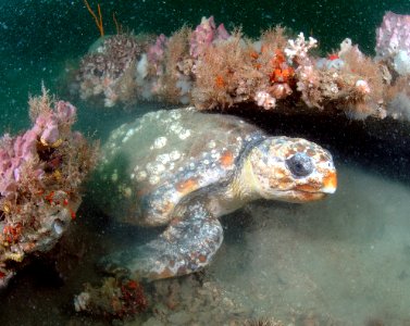 GRNMS - loggerhead photo