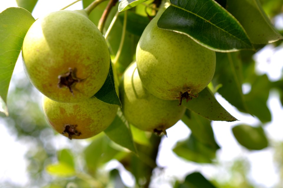 Pears