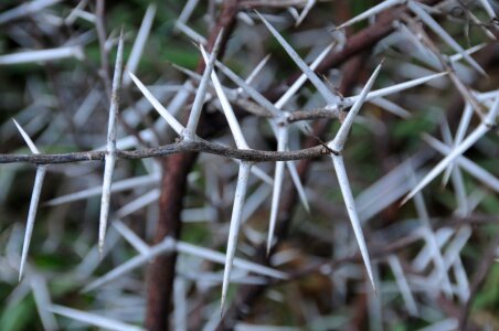 Acacia tree spikes