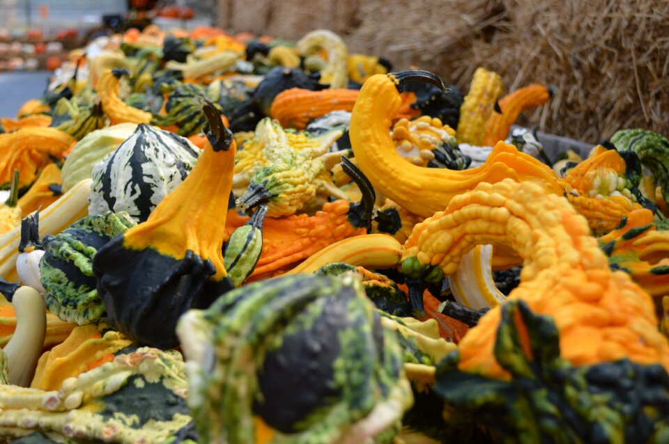 Decoration halloween harvest