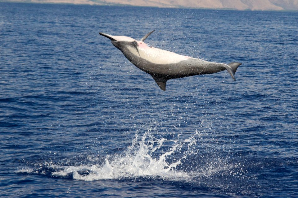 HIHWNMS - spinner dolphin