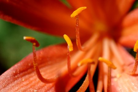 キツネノカミソリ [狐の剃刀] [Lycoris sanguinea]