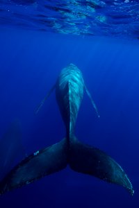 HIHWNMS - Humpback Whale photo