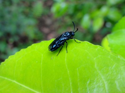 ルリチュウレンジ [Arge similis]