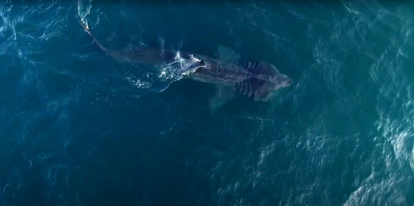 CINMS basking shark photo