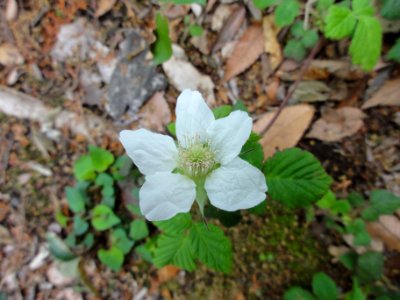 クサイチゴ[草苺][Rubus hirsutus]-花