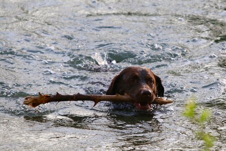 Dog head swim branch photo