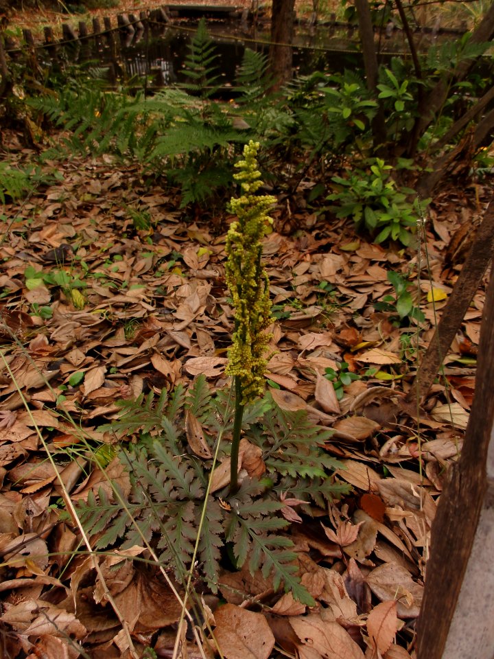 オオハナワラビ[Botrychium japonicum (Prantl) Underw.]-胞子葉