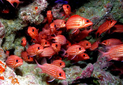 PMNM red squirrelfish photo