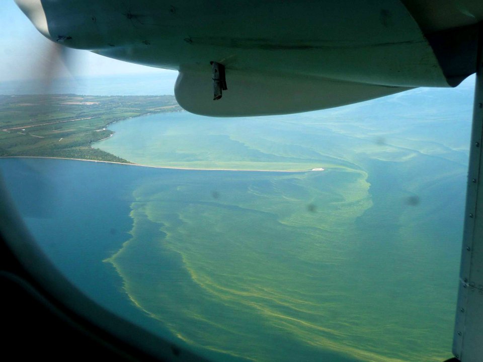 Harmful algae bloom. Kelley's Island, Ohio. Lake Erie