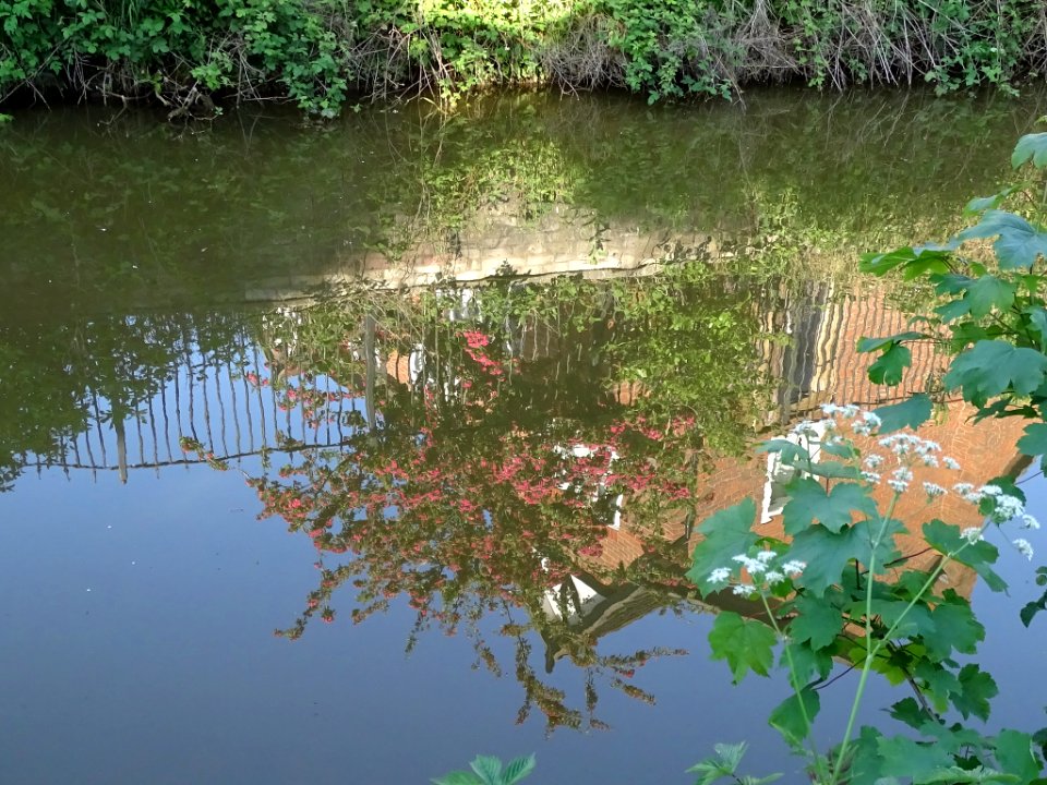 Reflected Blossom photo