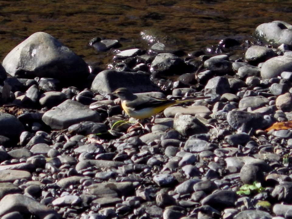 キセキレイ [黄鶺鴒] [Grey Wagtail] [Motacilla cinerea]