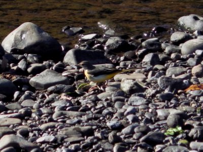 キセキレイ [黄鶺鴒] [Grey Wagtail] [Motacilla cinerea]