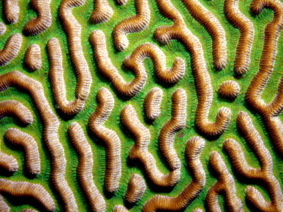 FGBNMS - symmetrical brain coral closeup
