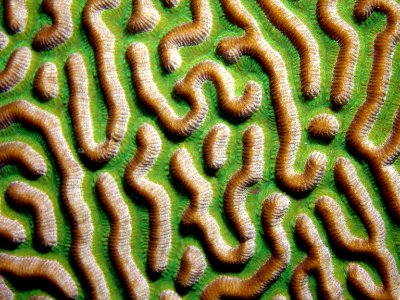 FGBNMS - symmetrical brain coral closeup photo