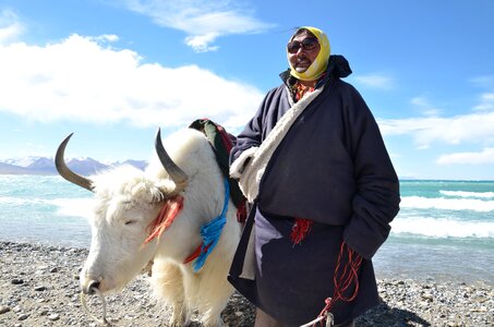 Lake yak white cow photo