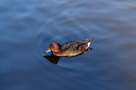 Ferruginous duck photo