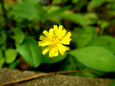 ヤブタビラコ[Lapsana humilis]-花