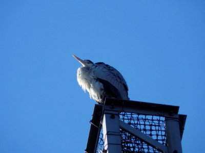 アオサギ [蒼鷺] [Grey heron] [Ardea cinerea]