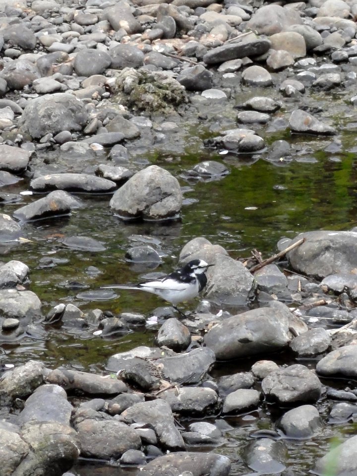 ハクセキレイ [白鶺鴒] [Japanese Pied Wagtail] [Motacilla alba lugens]