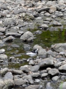 ハクセキレイ [白鶺鴒] [Japanese Pied Wagtail] [Motacilla alba lugens]